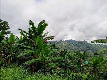 Se Vende Finca Cafetera En Cordoba Quindio