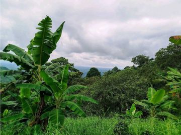 Se Vende Finca Cafetera En Cordoba Quindio