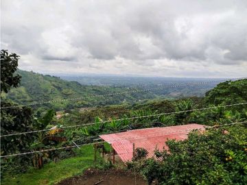 Se Vende Finca Cafetera En Cordoba Quindio