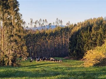 Agrícola en Venta en Panguipulli, Los rios