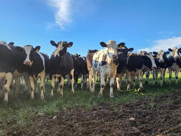 Agrícola en Venta en Panguipulli, Los rios