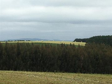 Agrícola en Venta en Panguipulli, Los rios