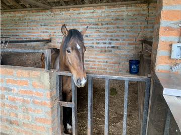 Venta de Finca en Guarne, Caballos y Agro, Cerca Aeropuerto