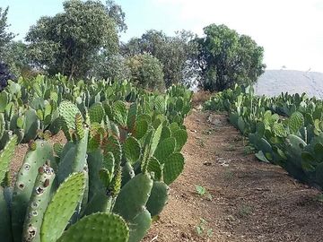 VENTA Terreno rustico, en Villa Milpa Alta. Gran Potencial para Derarrollo Habitacional, Comercial o Ejidal