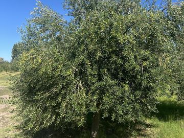 Finca en Cuadro Benegas