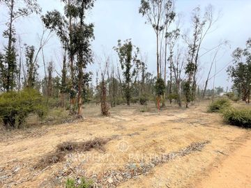 Hermosa parcela de 10.000 m/2 en Condominio La Foresta de Zapallar