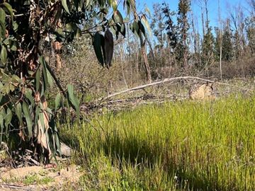 Hermosa parcela de 10.000 m/2 en Condominio La Foresta de Zapallar