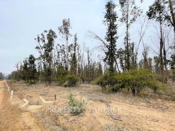 Hermosa parcela de 10.000 m/2 en Condominio La Foresta de Zapallar