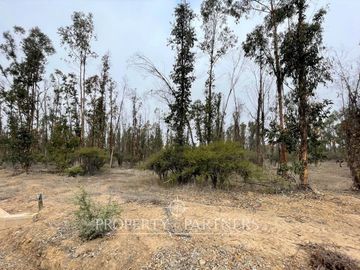 Hermosa parcela de 10.000 m/2 en Condominio La Foresta de Zapallar
