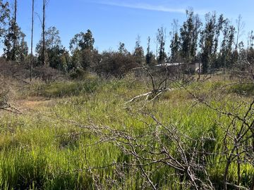 Hermosa parcela de 10.000 m/2 en Condominio La Foresta de Zapallar