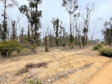 Hermosa parcela de 10.000 m/2 en Condominio La Foresta de Zapallar