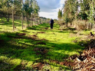 Hermosa Parcela de 10,700 m/2 en La Foresta de Zapallar