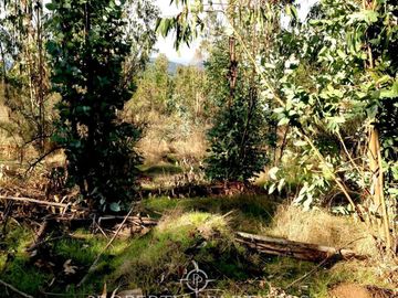 Hermosa Parcela de 10,700 m/2 en La Foresta de Zapallar