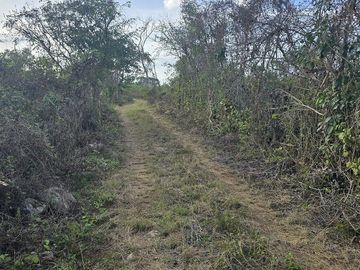 ¡Excelente terreno con Cenote en venta! Temozon, Yucatán.