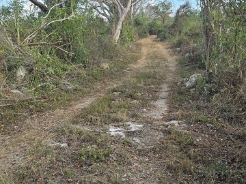 ¡Excelente terreno con Cenote en venta! Temozon, Yucatán.