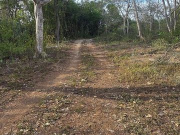 ¡Excelente terreno con Cenote en venta! Temozon, Yucatán.