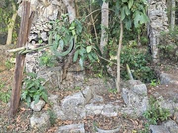 ¡Excelente terreno con Cenote en venta! Temozon, Yucatán.