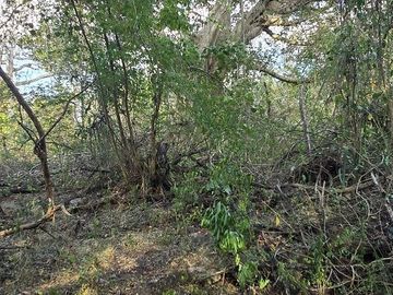 ¡Excelente terreno con Cenote en venta! Temozon, Yucatán.
