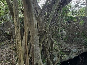 ¡Excelente terreno con Cenote en venta! Temozon, Yucatán.