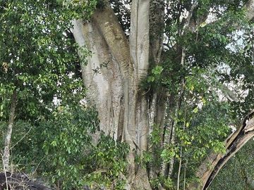 ¡Excelente terreno con Cenote en venta! Temozon, Yucatán.