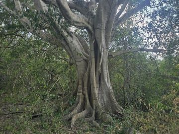 ¡Excelente terreno con Cenote en venta! Temozon, Yucatán.