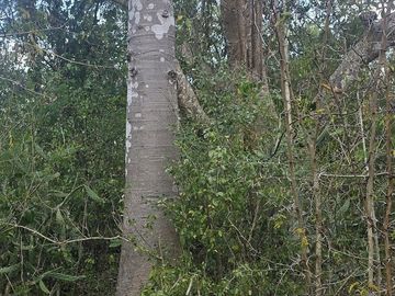 ¡Excelente terreno con Cenote en venta! Temozon, Yucatán.