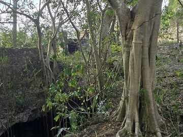 ¡Excelente terreno con Cenote en venta! Temozon, Yucatán.