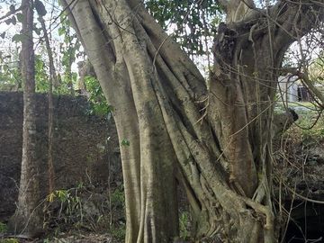 ¡Excelente terreno con Cenote en venta! Temozon, Yucatán.