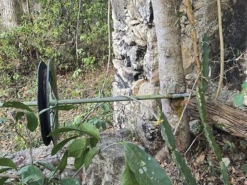 ¡Excelente terreno con Cenote en venta! Temozon, Yucatán.