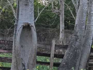 ¡Excelente terreno con Cenote en venta! Temozon, Yucatán.