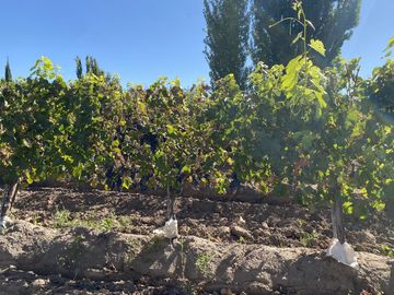 Finca de 8 Ha. de ciruelos y casa en Cuadro Benegas