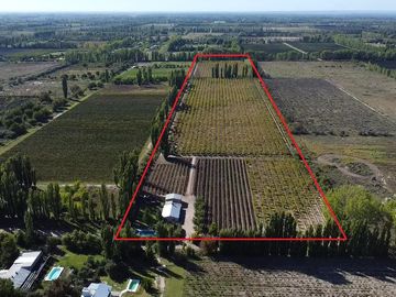 Finca de 8 Ha. de ciruelos y casa en Cuadro Benegas