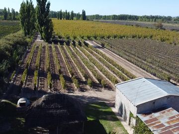 Finca de 8 Ha. de ciruelos y casa en Cuadro Benegas