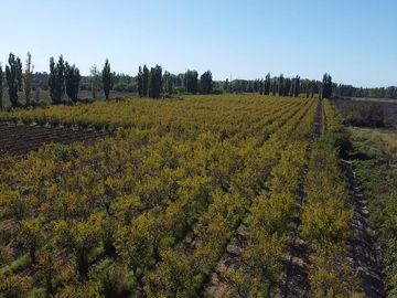Finca de 8 Ha. de ciruelos y casa en Cuadro Benegas