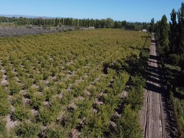 Finca de 8 Ha. de ciruelos y casa en Cuadro Benegas