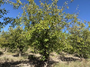 Finca de 8 Ha. de ciruelos y casa en Cuadro Benegas