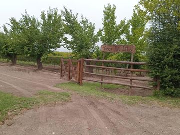 Finca de 8 Ha. de ciruelos y casa en Cuadro Benegas