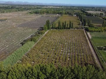 Finca de 8 Ha. de ciruelos y casa en Cuadro Benegas