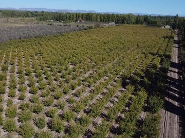 Finca de 8 Ha. de ciruelos y casa en Cuadro Benegas