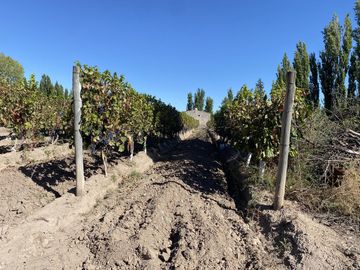 Finca de 8 Ha. de ciruelos y casa en Cuadro Benegas