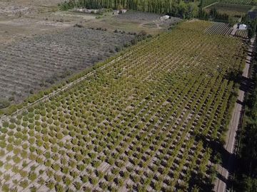 Finca de 8 Ha. de ciruelos y casa en Cuadro Benegas