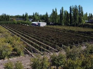 Finca de 8 Ha. de ciruelos y casa en Cuadro Benegas