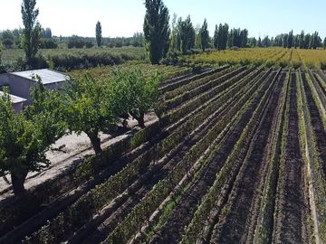 Finca de 8 Ha. de ciruelos y casa en Cuadro Benegas