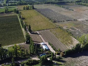 Finca de 8 Ha. de ciruelos y casa en Cuadro Benegas