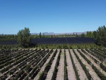 Finca de 10 Ha. con hermosa casa y galpón en Cuadro Benegas