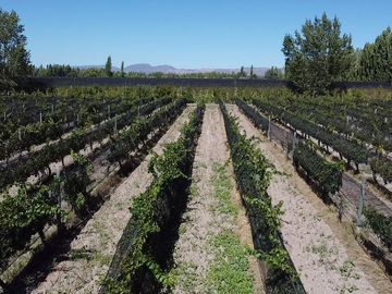 Finca de 10 Ha. con hermosa casa y galpón en Cuadro Benegas