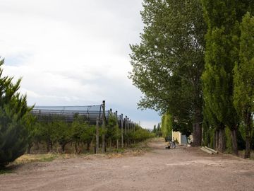 Finca de 10 Ha. con hermosa casa y galpón en Cuadro Benegas