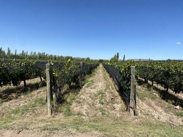 Finca de 10 Ha. con hermosa casa y galpón en Cuadro Benegas