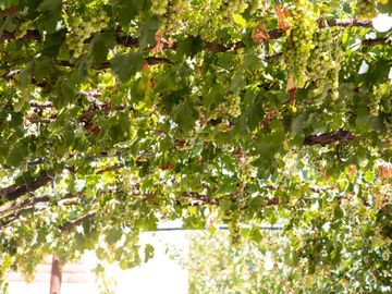 Finca de 10 Ha. con hermosa casa y galpón en Cuadro Benegas