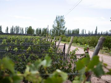 Finca de 10 Ha. con hermosa casa y galpón en Cuadro Benegas